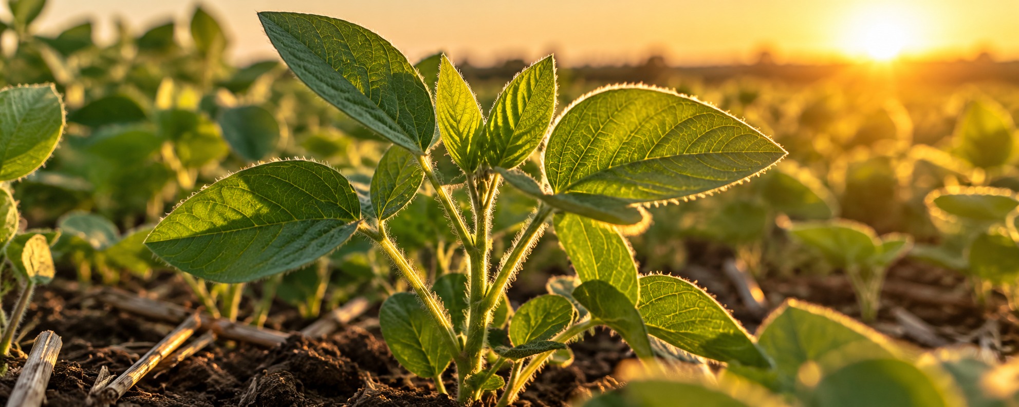 A healthy soybean plant in a field in warm evening light
